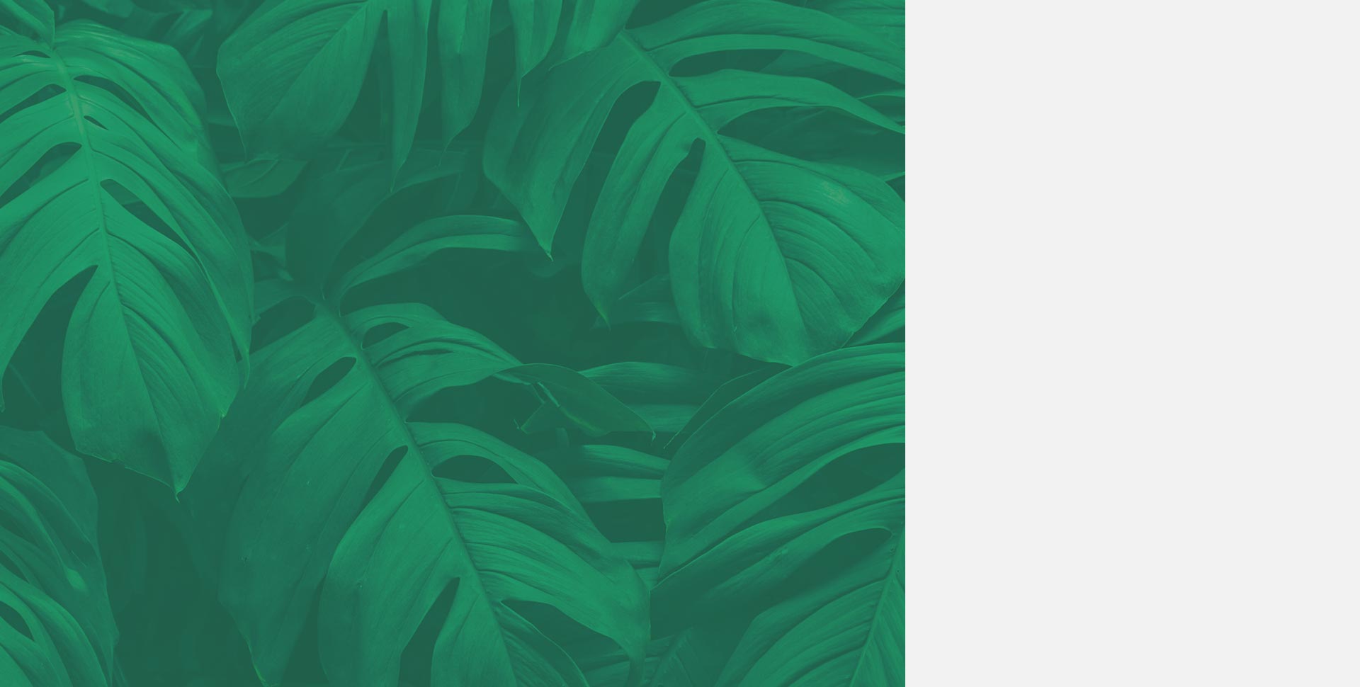 yoga3-section-bg-leaf